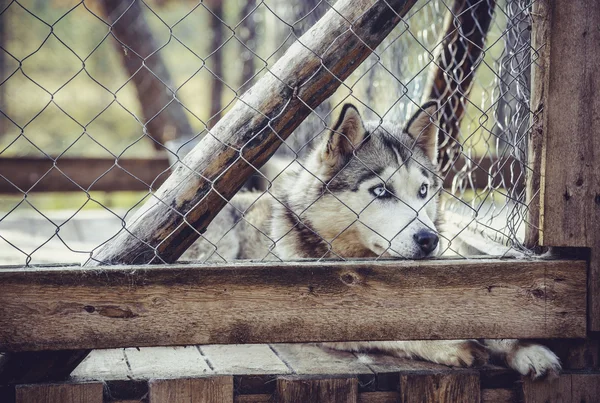 Husky hond in de kooi — Stockfoto