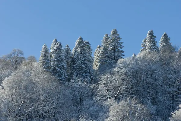 Árboles Cubiertos Nieve Mañana Invierno Bosque — Foto de Stock