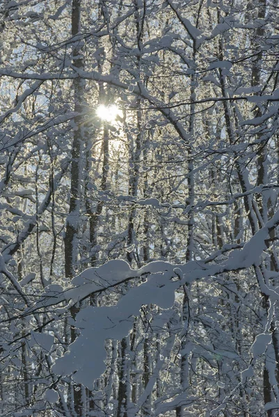 森の中の朝 雪に覆われた木 — ストック写真
