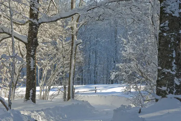 雪に覆われた木 森の冬の朝 — ストック写真