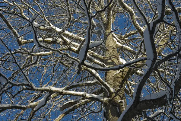 Alberi Innevati Mattina Invernale Nella Foresta — Foto Stock