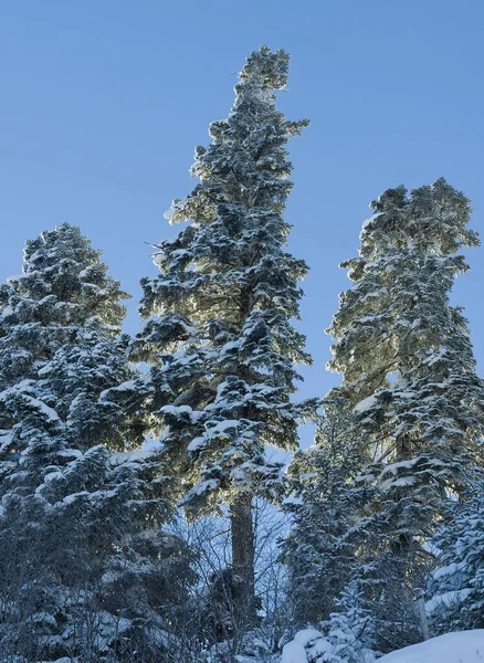 Ranek Lesie Pokryte Śniegiem Drzewa — Zdjęcie stockowe