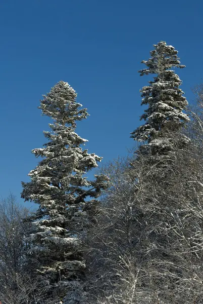 Snow Covered Trees Winter Morning Forest — Stock Photo, Image