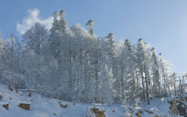 Neve Coberto Árvores Manhã Inverno Floresta — Fotografia de Stock