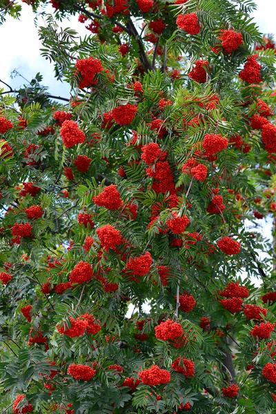 Drzewo Rowan Czerwonymi Owocami Zbliżenie — Zdjęcie stockowe