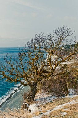 Fıstık ağacıyla manzara, Karadeniz 'de kış