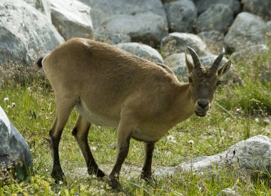 Dağlardaki Batı Kafkas Tur (Capra Kafkasya)