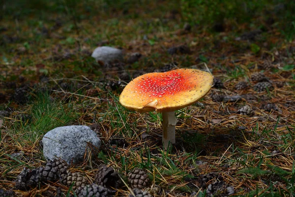 Amanita Mushroom Caucasus Forest — Stock Photo, Image