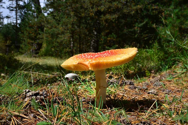 Amanita Mushroom Caucasus Forest — Stock Photo, Image