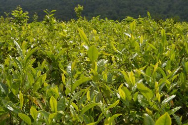 Solokhaul 'daki çay tarlaları (Büyük Soçi). Krasnodar çayı, dünyanın en kuzey çayı.
