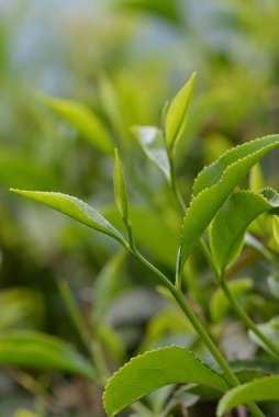 Doğada çay yaprakları, yakın plan.