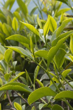 Doğada çay yaprakları, yakın plan.