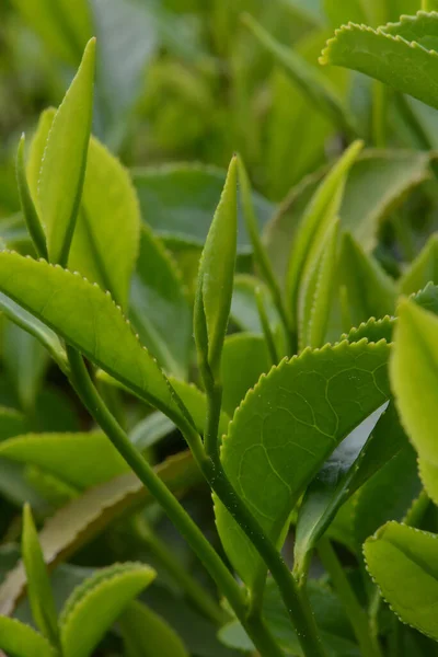 Folhas Chá Natureza Close — Fotografia de Stock