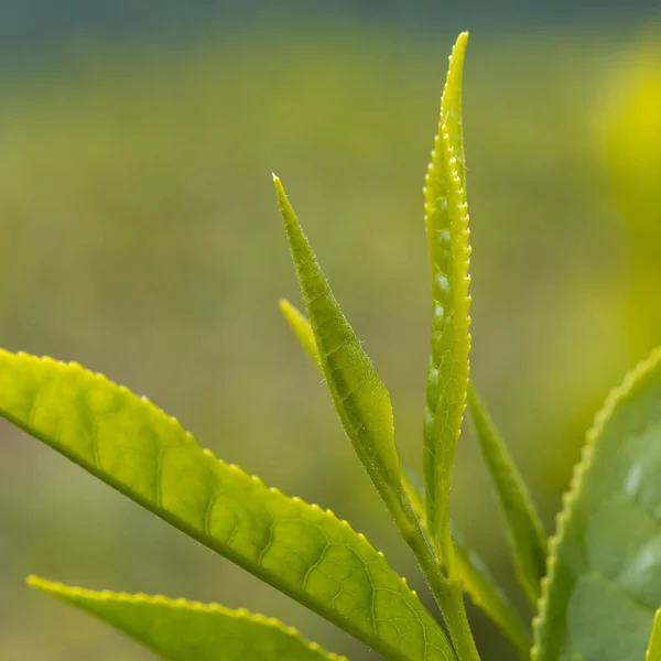 Folhas Chá Natureza Close — Fotografia de Stock