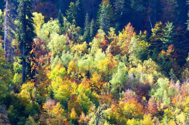 Dağlarda sonbahar, Kafkaslar