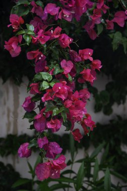 Güzel renkli begonvil çiçekleri. Katalonya, İspanya