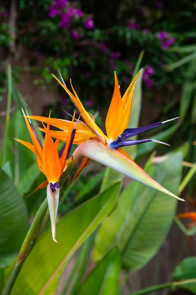 Ave Del Paraíso Flores Tropicales Cataluña España —  Fotos de Stock