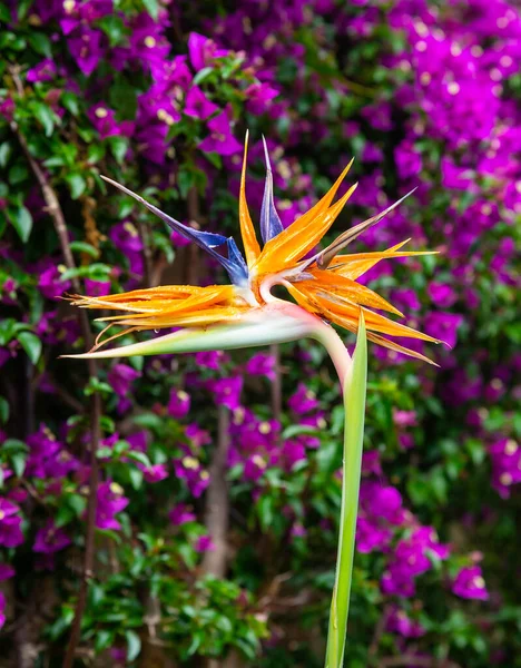 Fågel Paradisets Tropiska Blommor Katalonien Spanien — Stockfoto