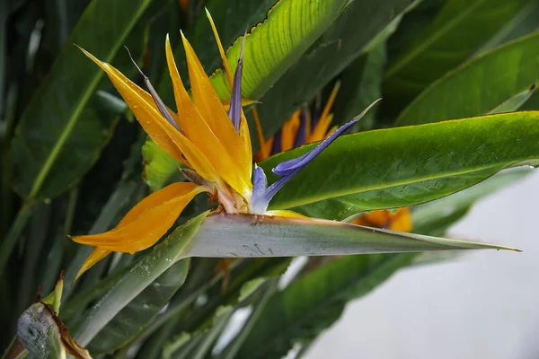 Pássaro Paraíso Flores Tropicais Catalunha Espanha — Fotografia de Stock