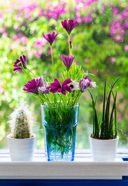 Blumen Der Vase Und Sukkulenten Töpfen Auf Der Fensterbank — Stockfoto