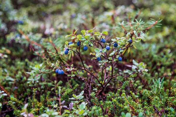 Bosque Otoño Tundra Karelia —  Fotos de Stock