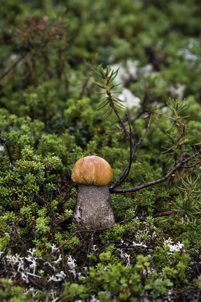 Pilz Herbstwald — Stockfoto