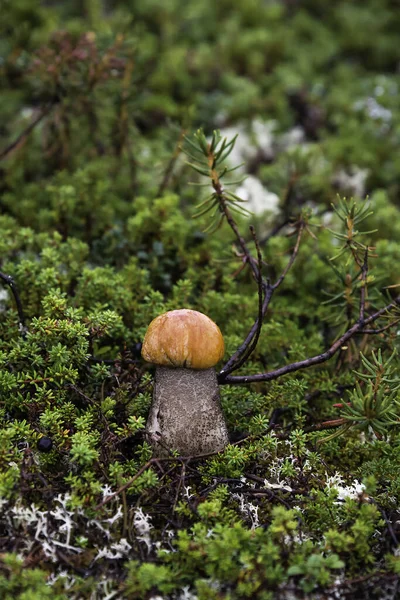 Svamp Höstskogen — Stockfoto