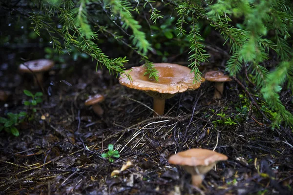 Svamp Höstskogen — Stockfoto