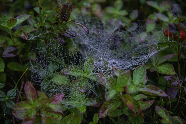 Red Araña Con Gotas Lluvia Bosque Otoño Karelia —  Fotos de Stock