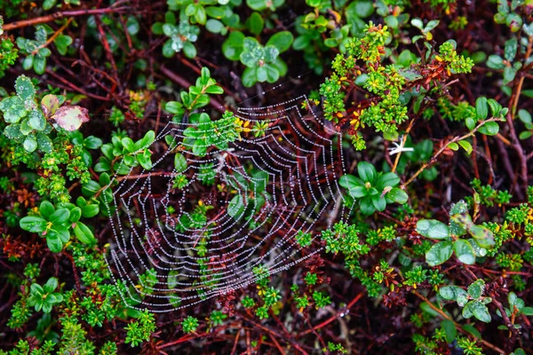 Red Araña Con Gotas Lluvia Bosque Otoño Karelia —  Fotos de Stock