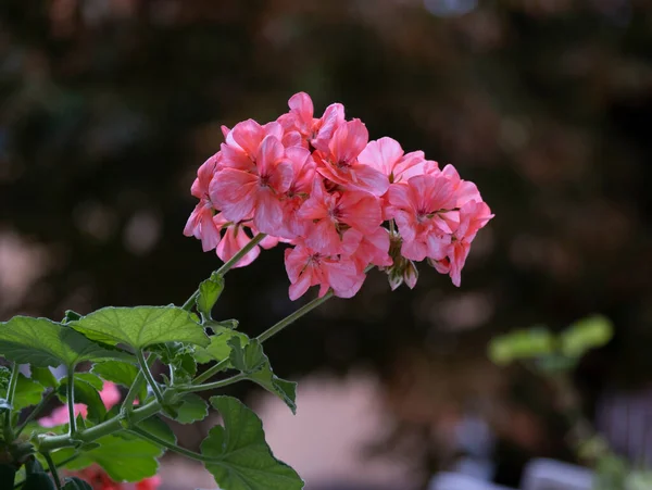 Les Fleurs Florissantes Géranium Après Pluie — Photo