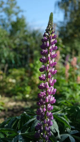 Lupinus Flowers Perennial Herb White Purple Flowers — Stock Photo, Image