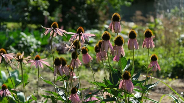 Echinacea Purpurea Große Lila Blüten — Stockfoto