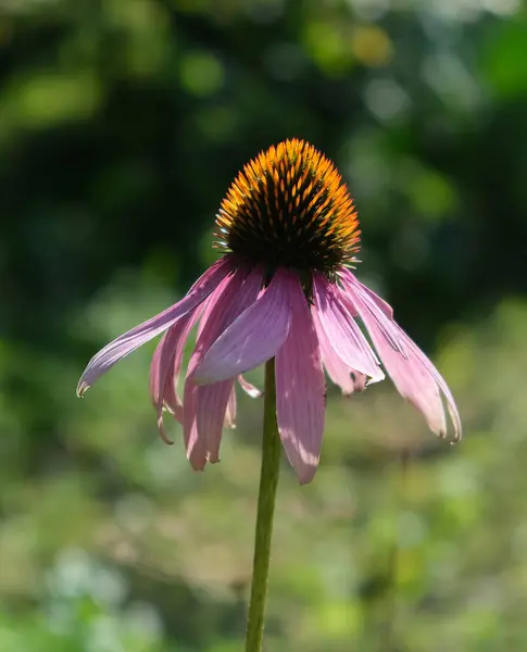 Echinacea Purpurea Grandes Flores Roxas Natureza — Fotografia de Stock