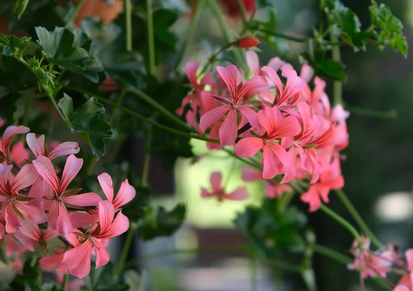Die Blühende Geranienblüte Sommer — Stockfoto