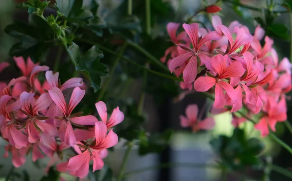 Blommande Geranium Blommor Höst — Stockfoto