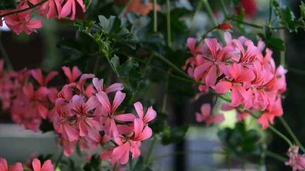 Blommande Geranium Blommor Höst — Stockfoto