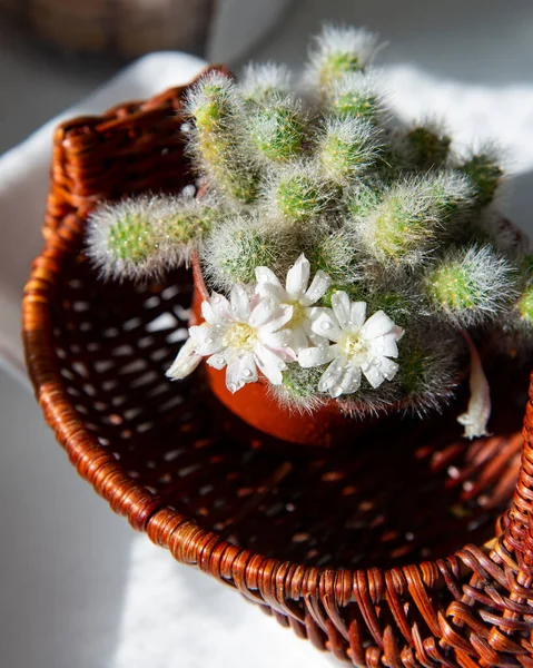 Blommande Kaktus Kruka Hemma — Stockfoto