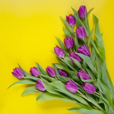 Sarı arka planda güzel laleler