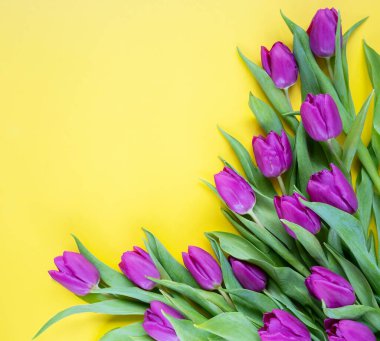 Sarı arka planda güzel laleler