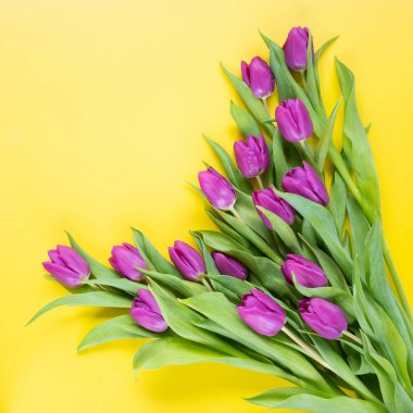 Sarı arka planda güzel laleler