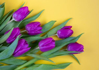 Sarı arka planda güzel laleler