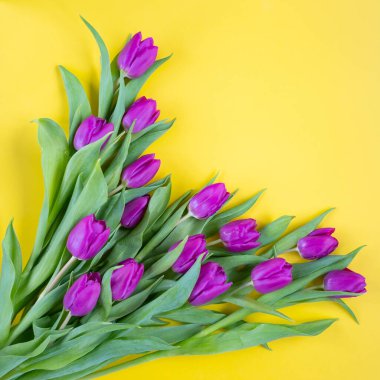 Sarı arka planda güzel laleler