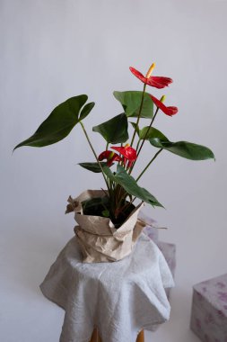 Saksıda Anthurium var. Anthurium kalp şeklinde bir çiçektir.