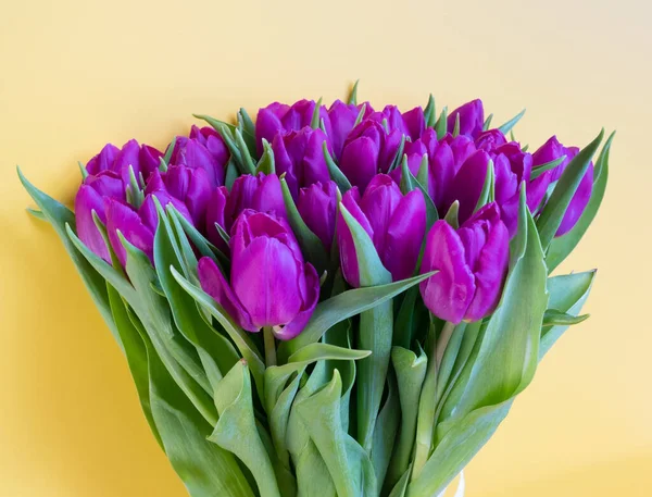 Krásné Tulipány Žlutém Pozadí — Stock fotografie