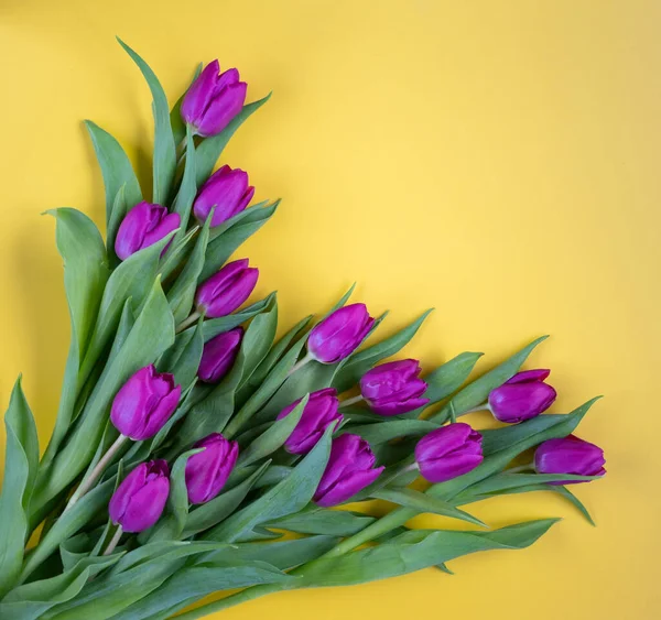 Krásné Tulipány Žlutém Pozadí — Stock fotografie