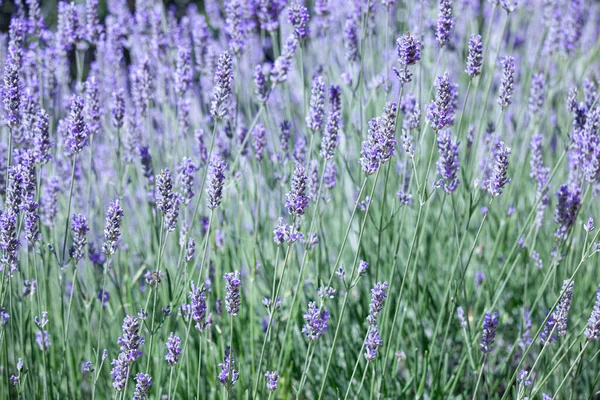 Flor Lavanda Florescendo Verão — Fotografia de Stock