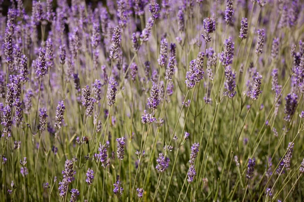 Campo Florescendo Flor Lavanda Verão — Fotografia de Stock