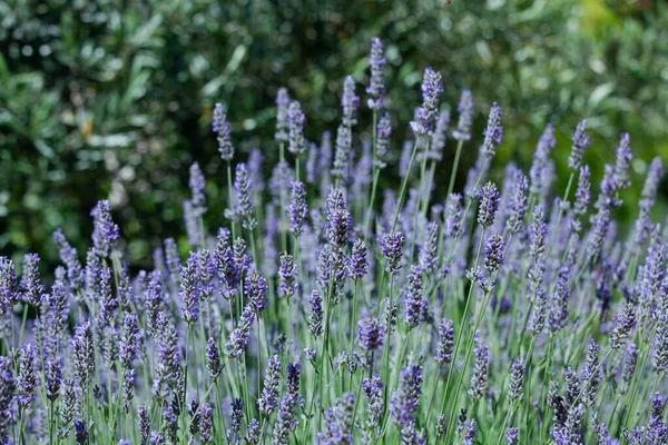 Bela Flor Lavanda Verão Foco Seletivo — Fotografia de Stock