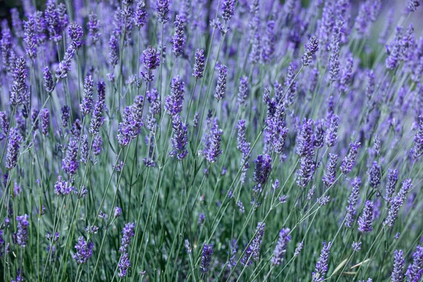 Bela Flor Lavanda Verão Foco Seletivo — Fotografia de Stock